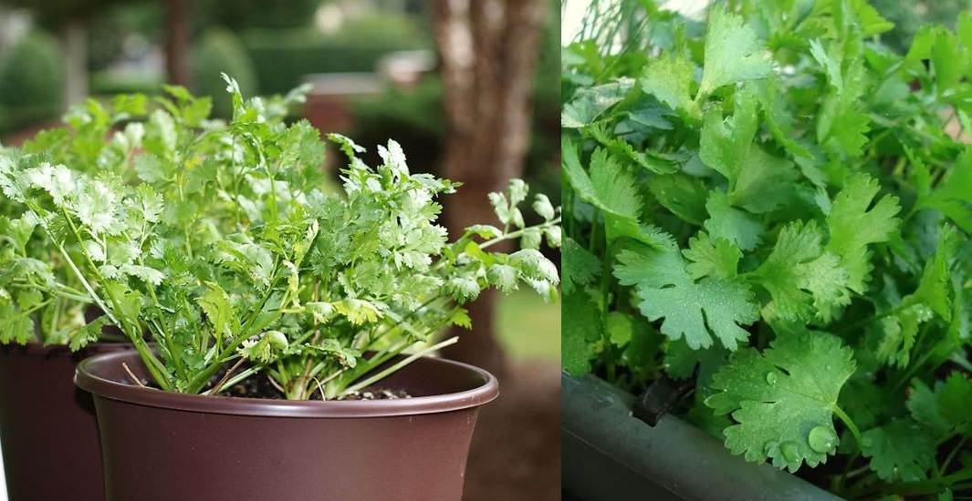 Cómo Cultivar Cilantro En Maceta