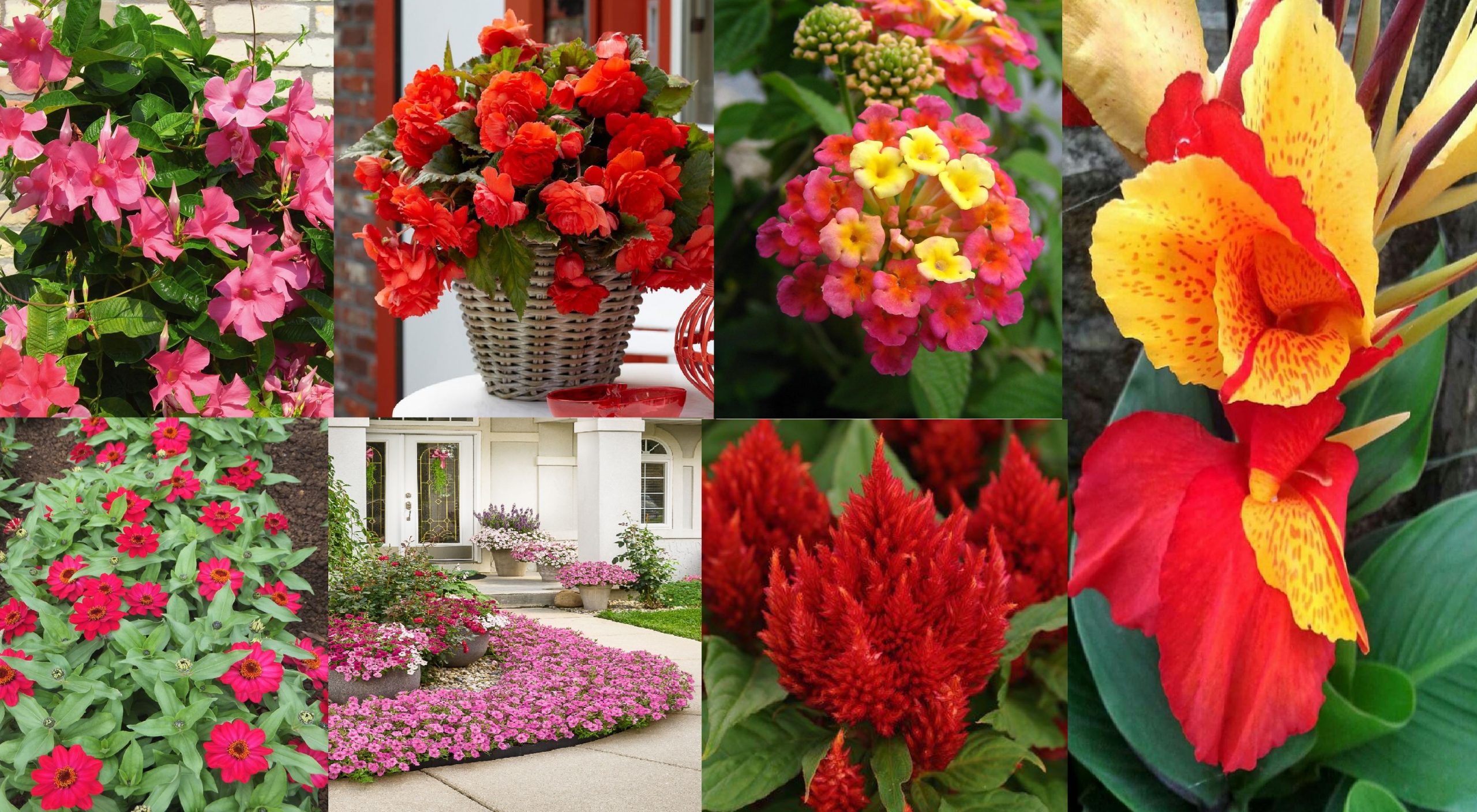 10 Hermosas plantas con flores resistentes al sol