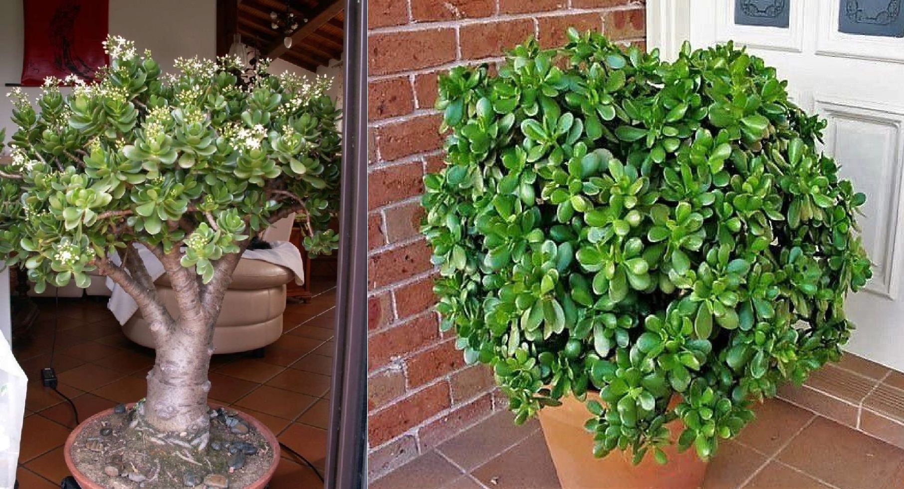 Aprenda a reproducir un árbol de jade y podar