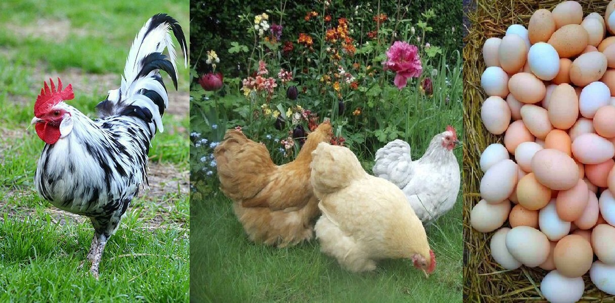 8 Mejores razas de gallinas ponedoras para tener en casa